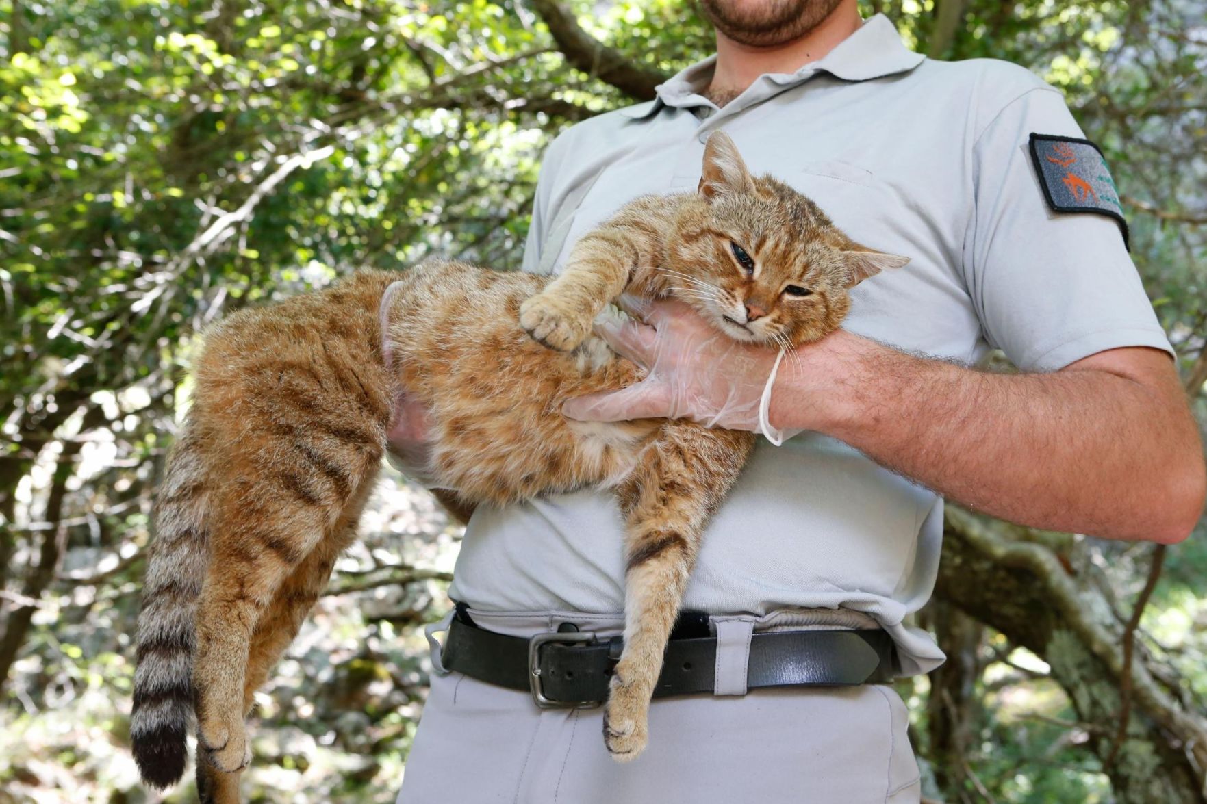 Fox cat